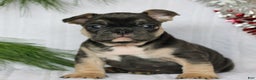 French Bulldog dogs for sale: Frankie  - Ad 1