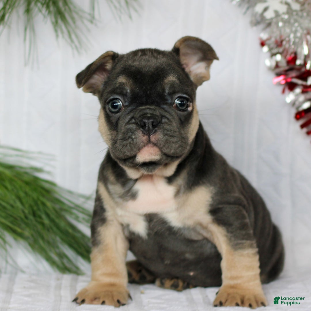 French Bulldog dogs for sale: Frankie  - Ad 1