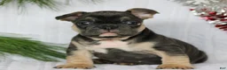 French Bulldog dogs for sale: Frankie  - Ad 1