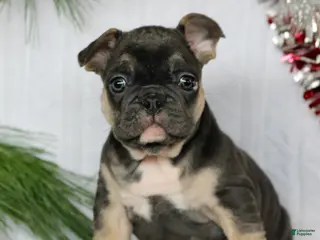 French Bulldog dogs Frankie - Ad 27