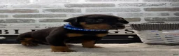 Doberman Pinscher dogs for sale: Black male blue collar  - Ad 2