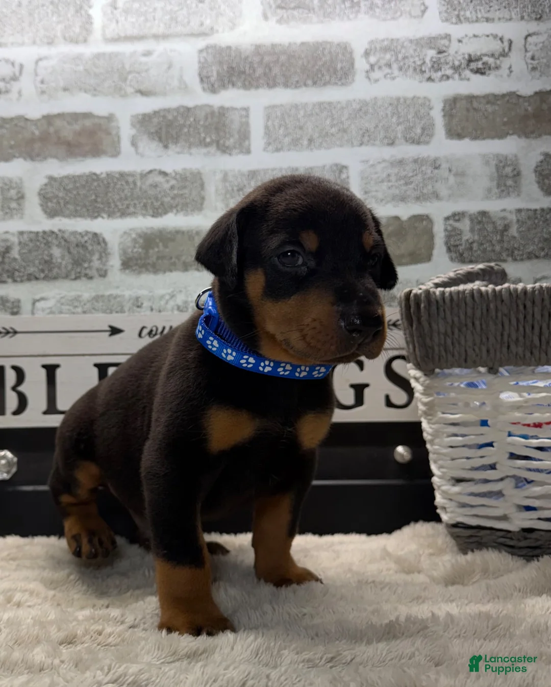 Doberman Pinscher dogs for sale: Black male blue collar  - Ad 2