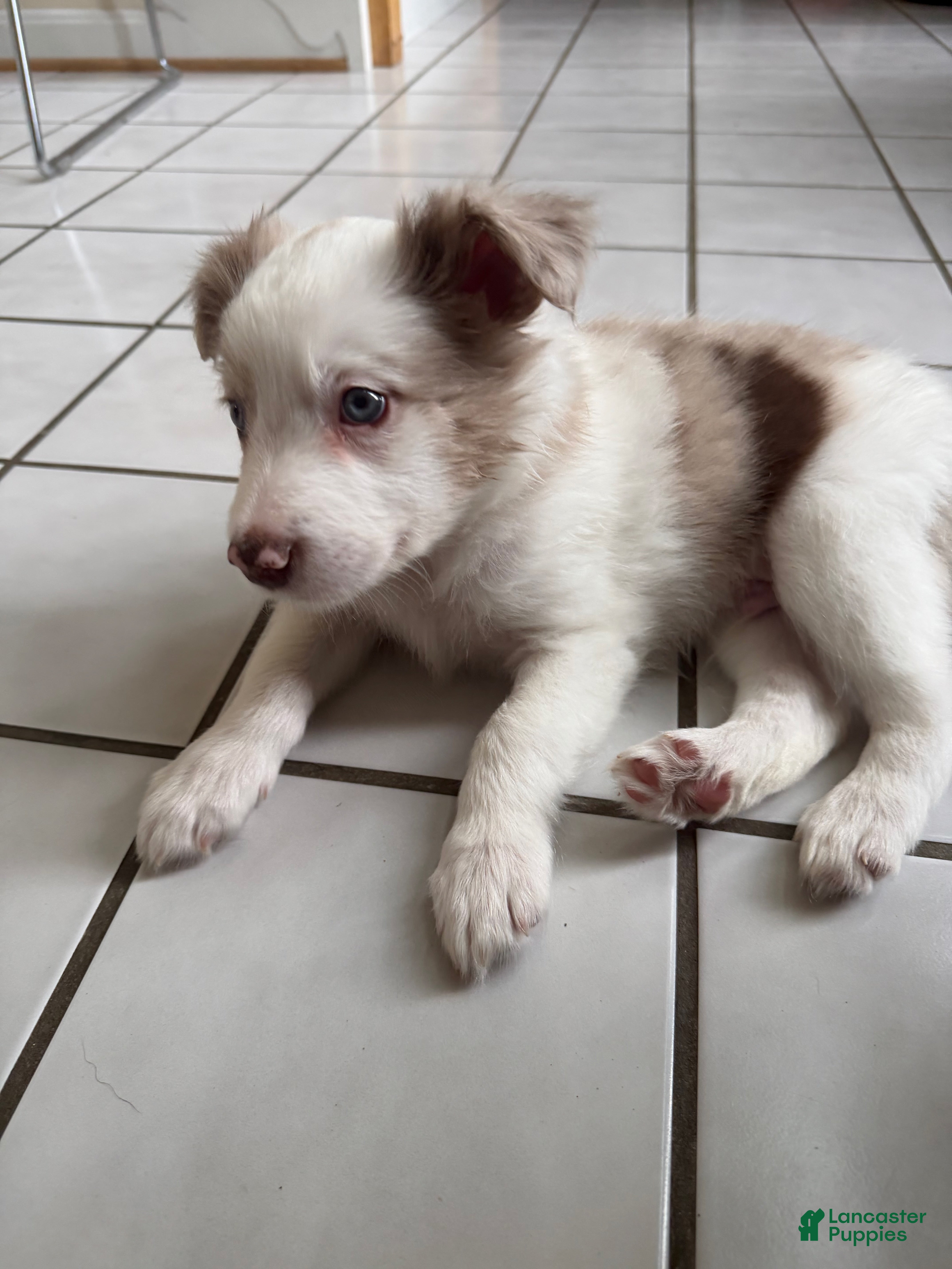 Border Collie dogs Thor - Ad 1