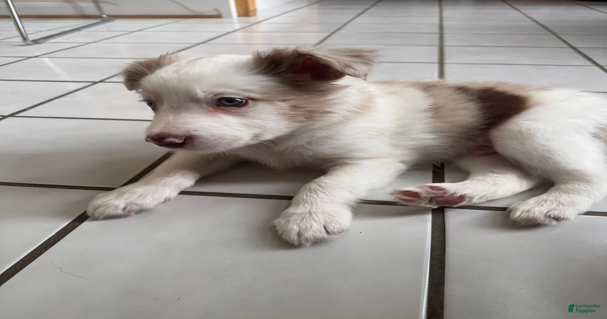Daily Border Collie Puppies for sale | Lancaster Puppies