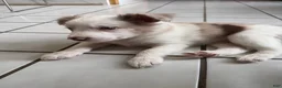 Border Collie dogs for sale: Thor - Ad 1