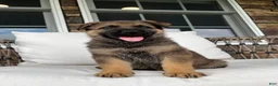 German Shepherd dogs for sale: Clarke - Ad 8