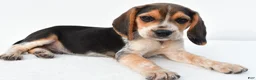 Beagle dogs for sale: Andy - Ad 4