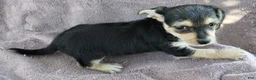 Mixed Breed dogs for sale: Girl  - Ad 3