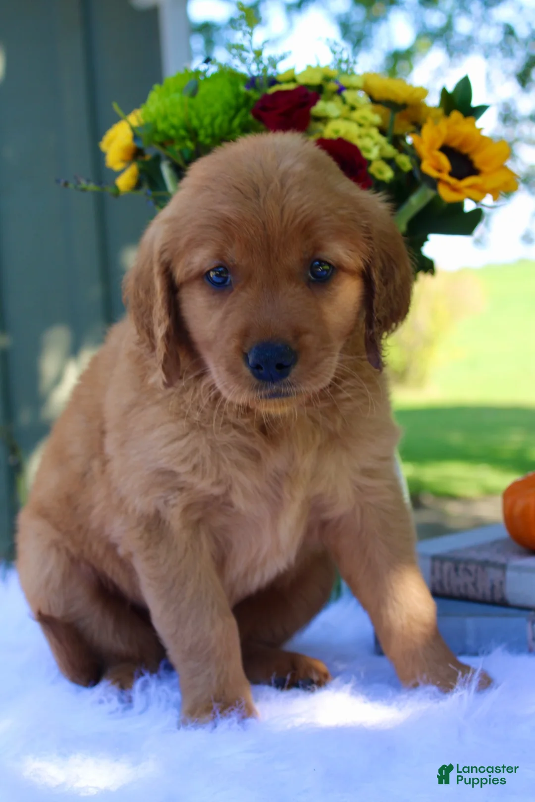 Golden Retriever dogs for sale: Autumn - Ad 16