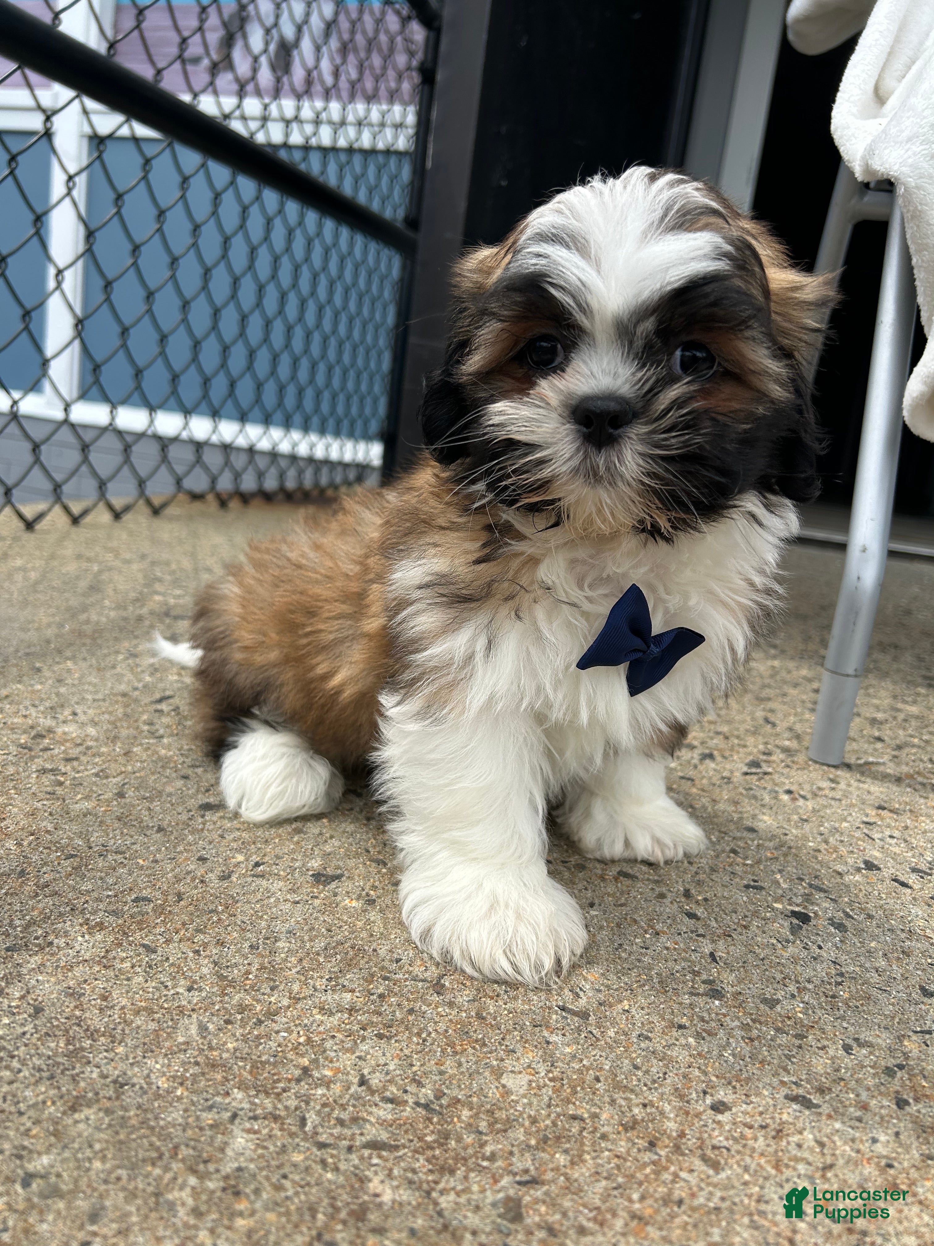 Shih Tzu dogs Shih Tzu Puppy 1 - Ad 15