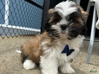 Shih Tzu dogs Shih Tzu Puppy 1 - Ad 2