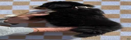 Bernese Mountain Dog dogs for sale: Merica - Ad 3