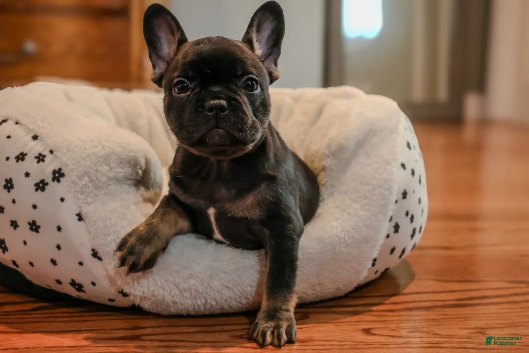 French Bulldog dogs for sale: Swan - Ad 1