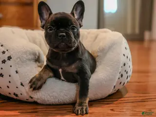 French Bulldog dogs Swan - Ad 21