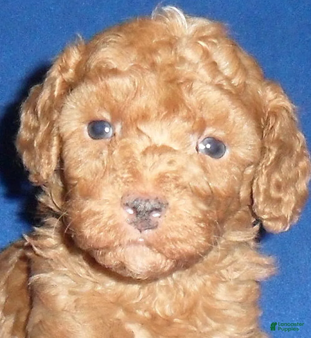 Miniature Poodle dogs for sale: Rusty - Ad 2