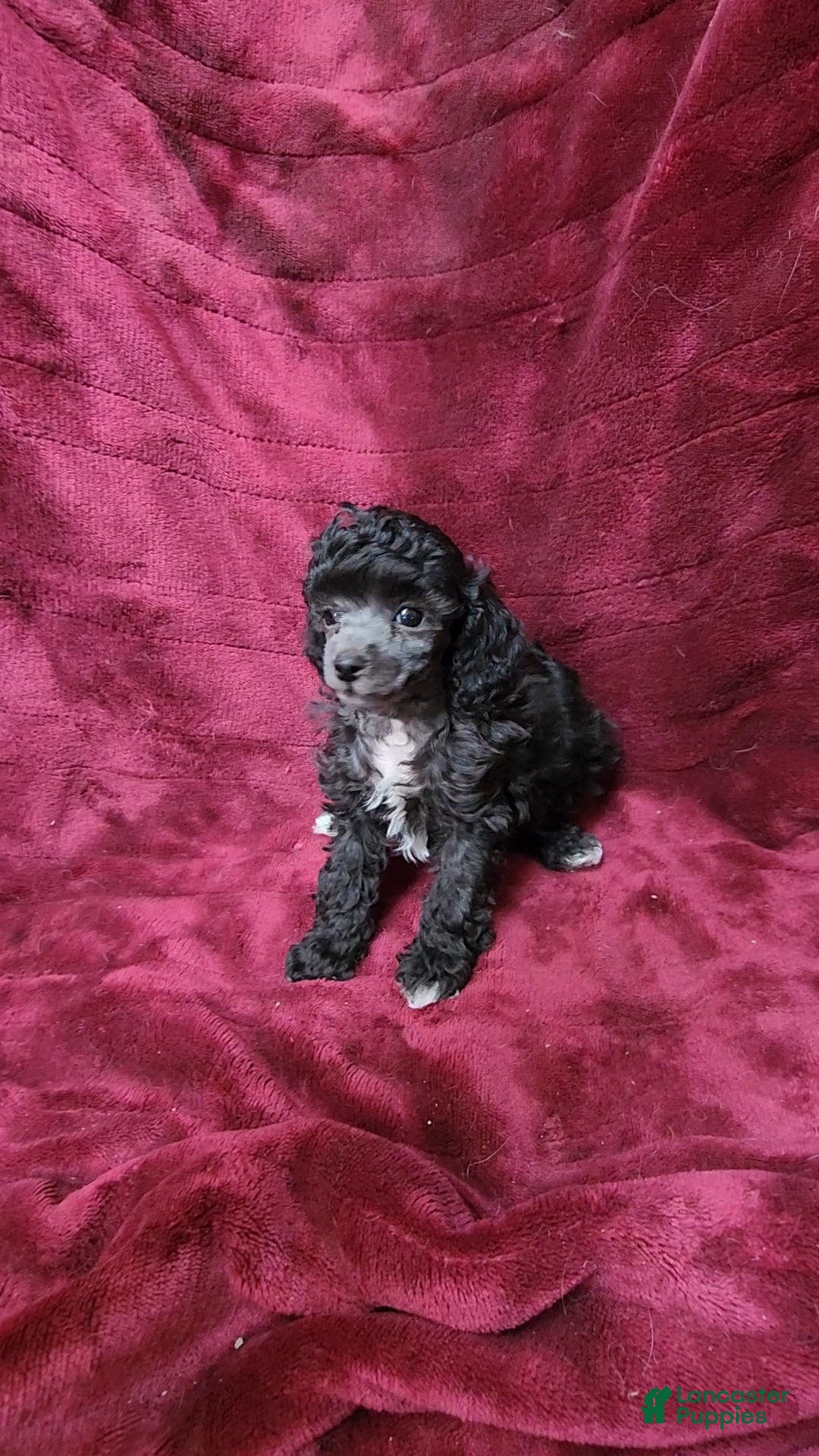 Toy Poodle dogs AKC Silver girl 2 - Ad 1
