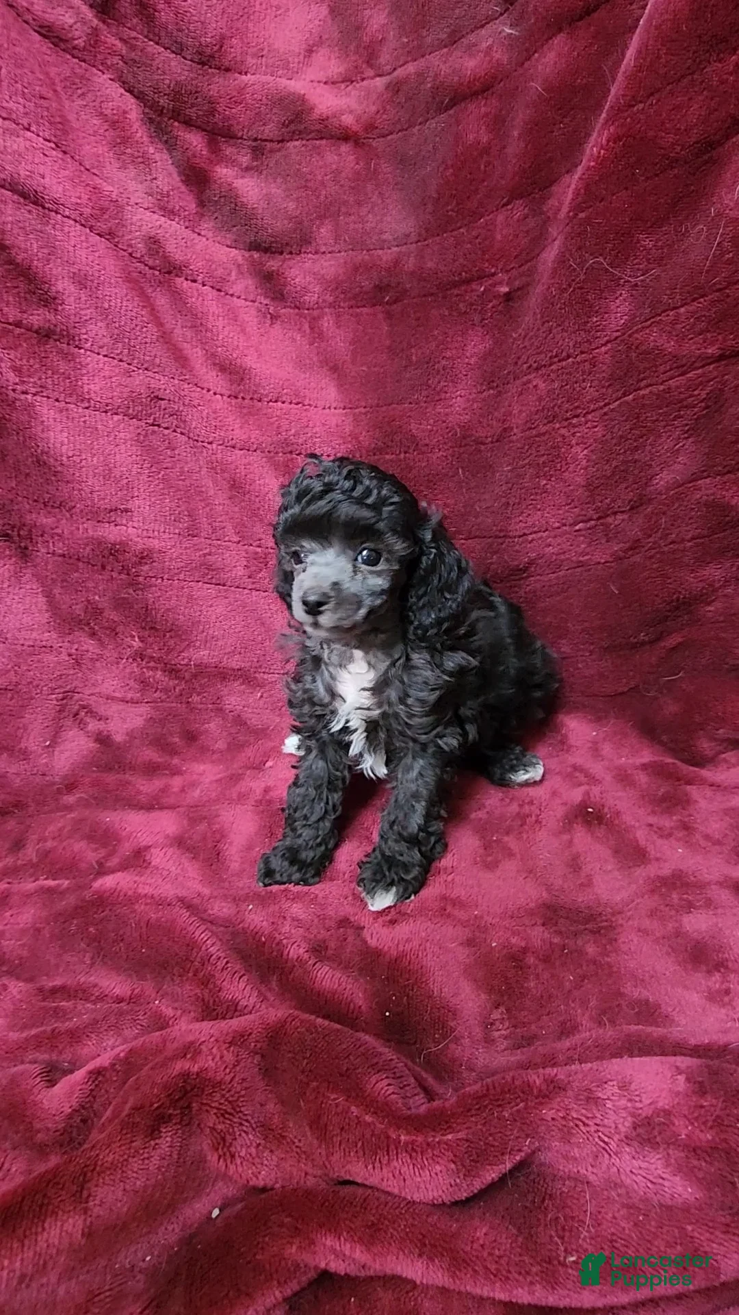 Toy Poodle dogs for sale: AKC Silver girl 2 - Ad 1