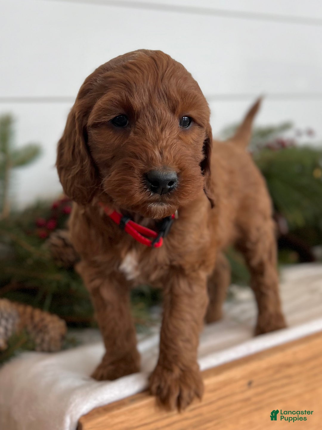 Irish Doodle dogs for sale: Maggie - Ad 6