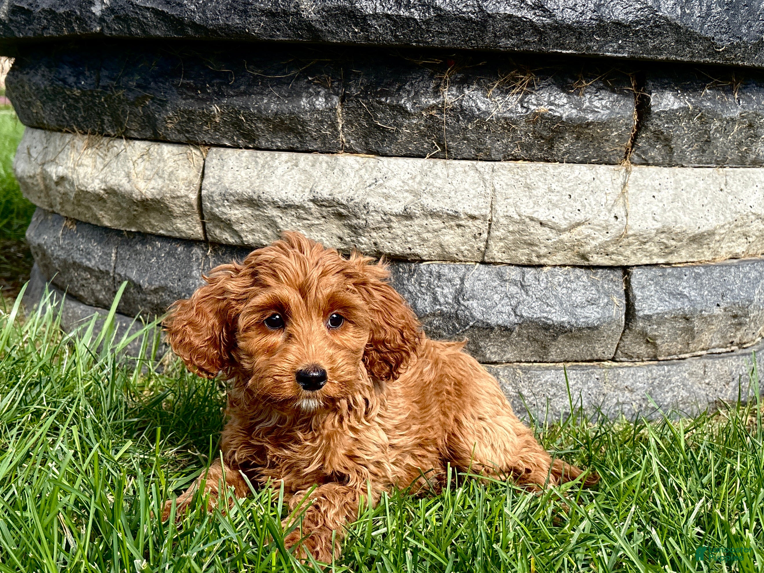 Cockapoo dogs Cockapoo female 5 - Ad 2