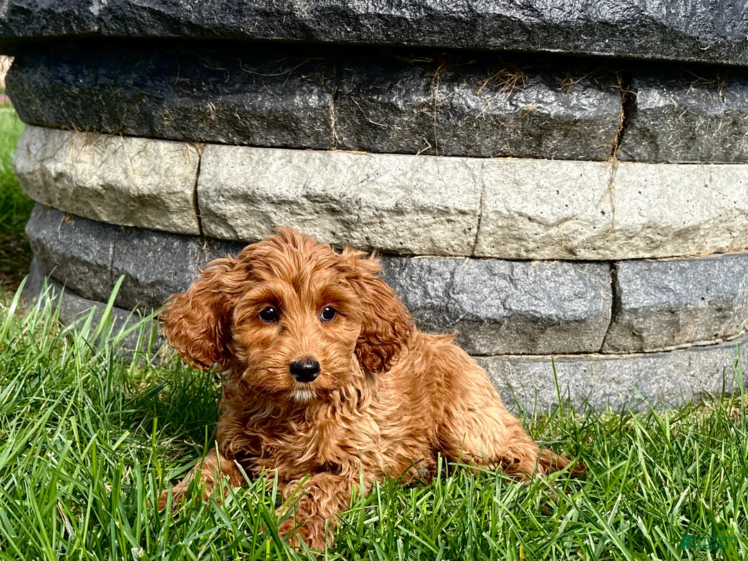 Cockapoo dogs for sale: Cockapoo female 5 - Ad 2
