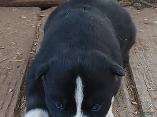 Siberian Husky dogs Siberian Husky Puppy 6 - Ad 7