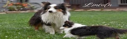 Shetland Sheepdog dogs for sale: Twila - Ad 5