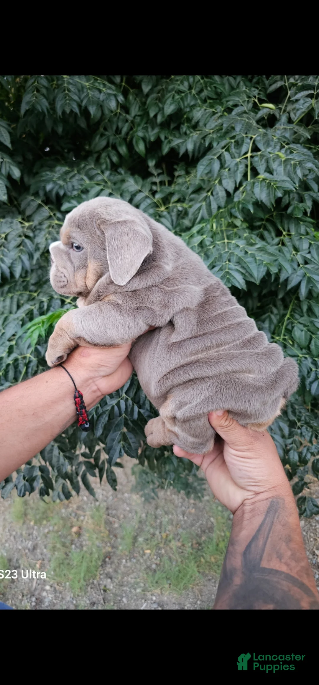 English Bulldog dogs for sale: PRADA LILAC TAN TRI MICRO in LA, CA-USA DELIVERY OPTIONS - Ad 2