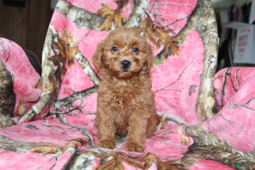Mini Goldendoodle dogs for sale: Gret - Ad 5
