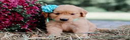 Golden Retriever dogs for sale: Andrea AKC Golden Retriever - Ad 9
