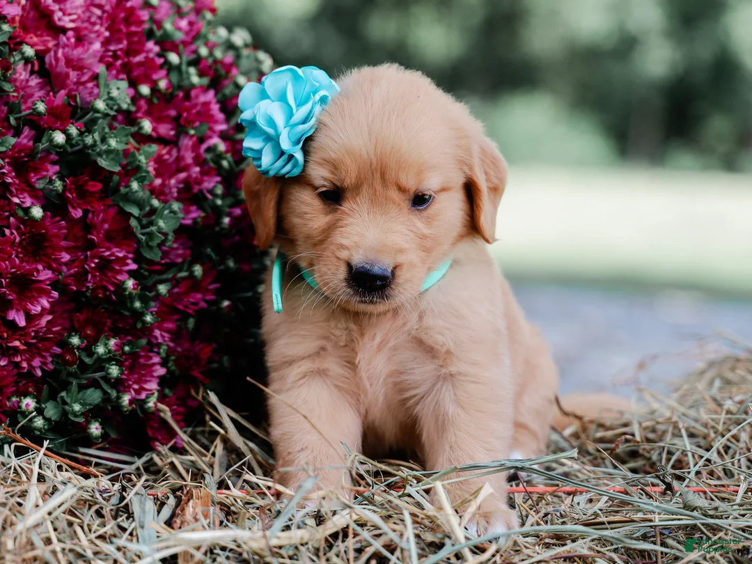 Golden Retriever dogs for sale: Andrea AKC Golden Retriever - Ad 9