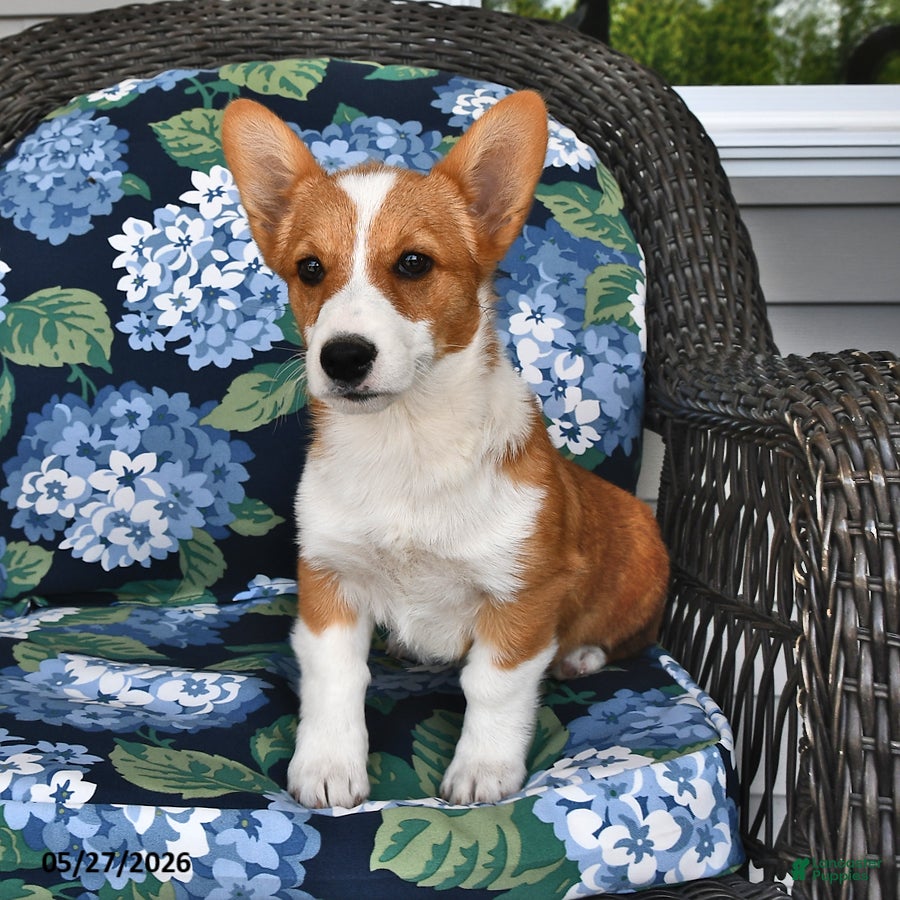 Welsh Corgi Pembroke dogs Sassy - Ad 1
