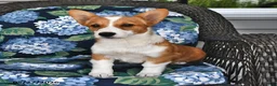 Welsh Corgi Pembroke dogs for sale: Sassy - Ad 1