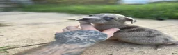 American Bully dogs for sale: Winter - Ad 4
