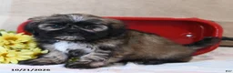 Shih Tzu dogs for sale: Smores - Ad 3