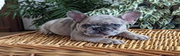 French Bulldog dogs for sale: Sophia - Ad 3