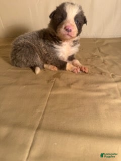 Border Collie dogs for sale: Lilac/White Male  - Ad 1