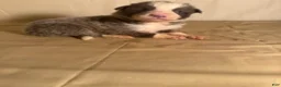 Border Collie dogs for sale: Lilac/White Male  - Ad 1
