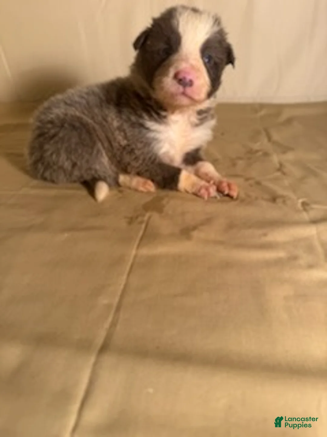 Border Collie dogs for sale: Lilac/White Male  - Ad 1