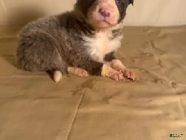 Border Collie dogs for sale: Lilac/White Male - Ad 1