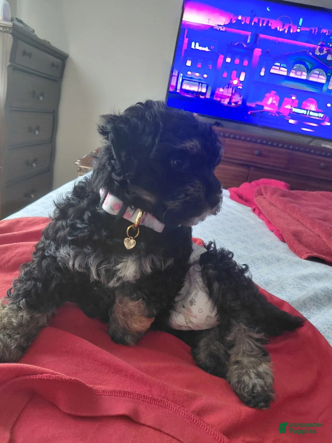 Yorkiepoo dogs for sale: Pepper - Ad 2