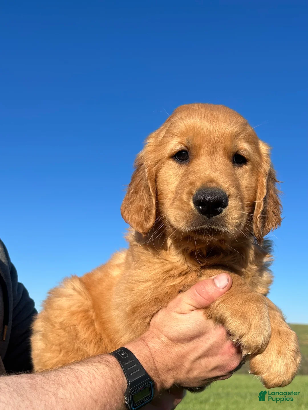 Golden Retriever dogs for sale: Clifford  - Ad 1