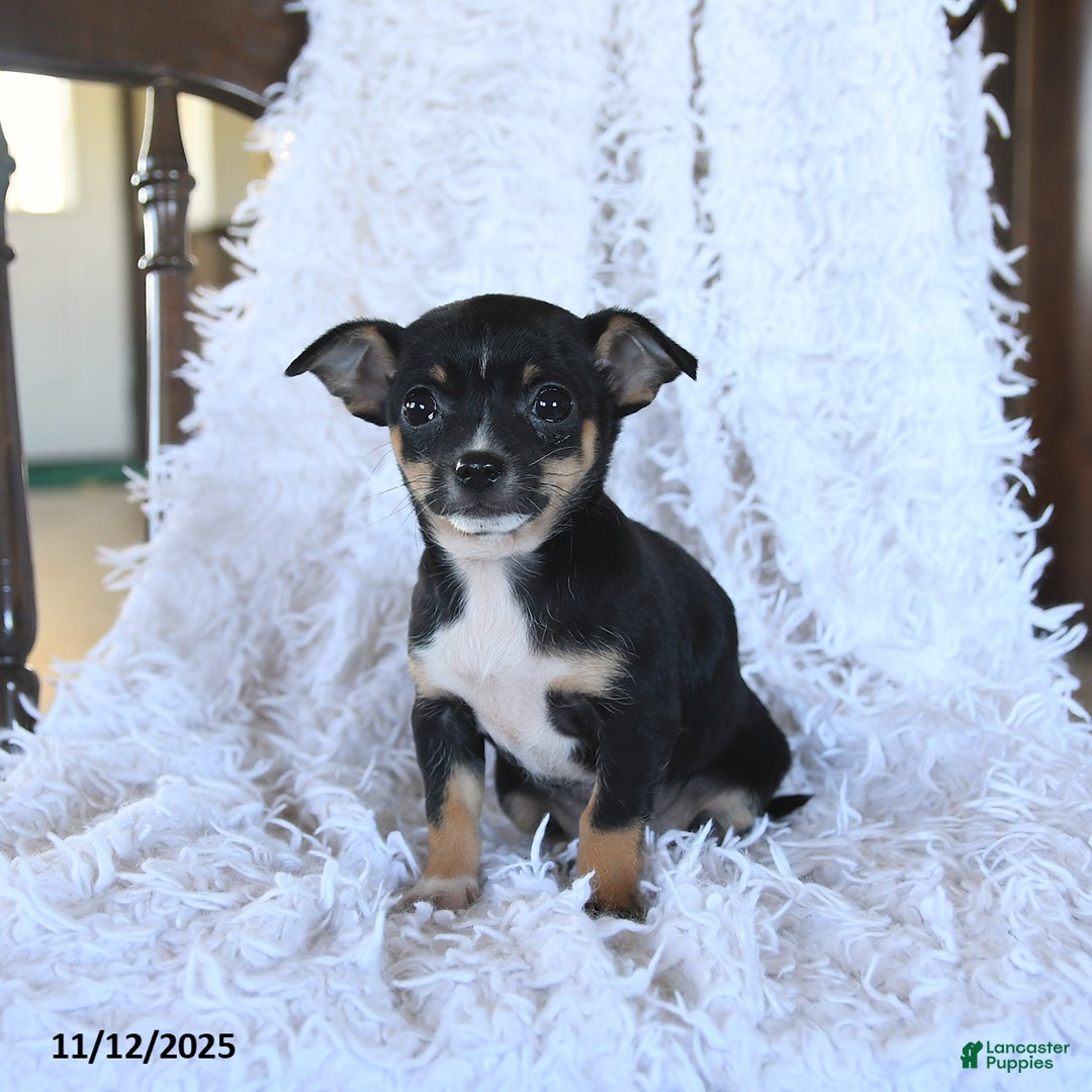Chihuahua dogs for sale: Tammy - Ad 3