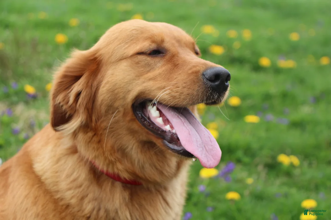 Golden Retriever dogs for sale: North - Ad 9