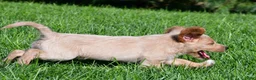 Labradoodle dogs for sale: Diesel - Ad 5