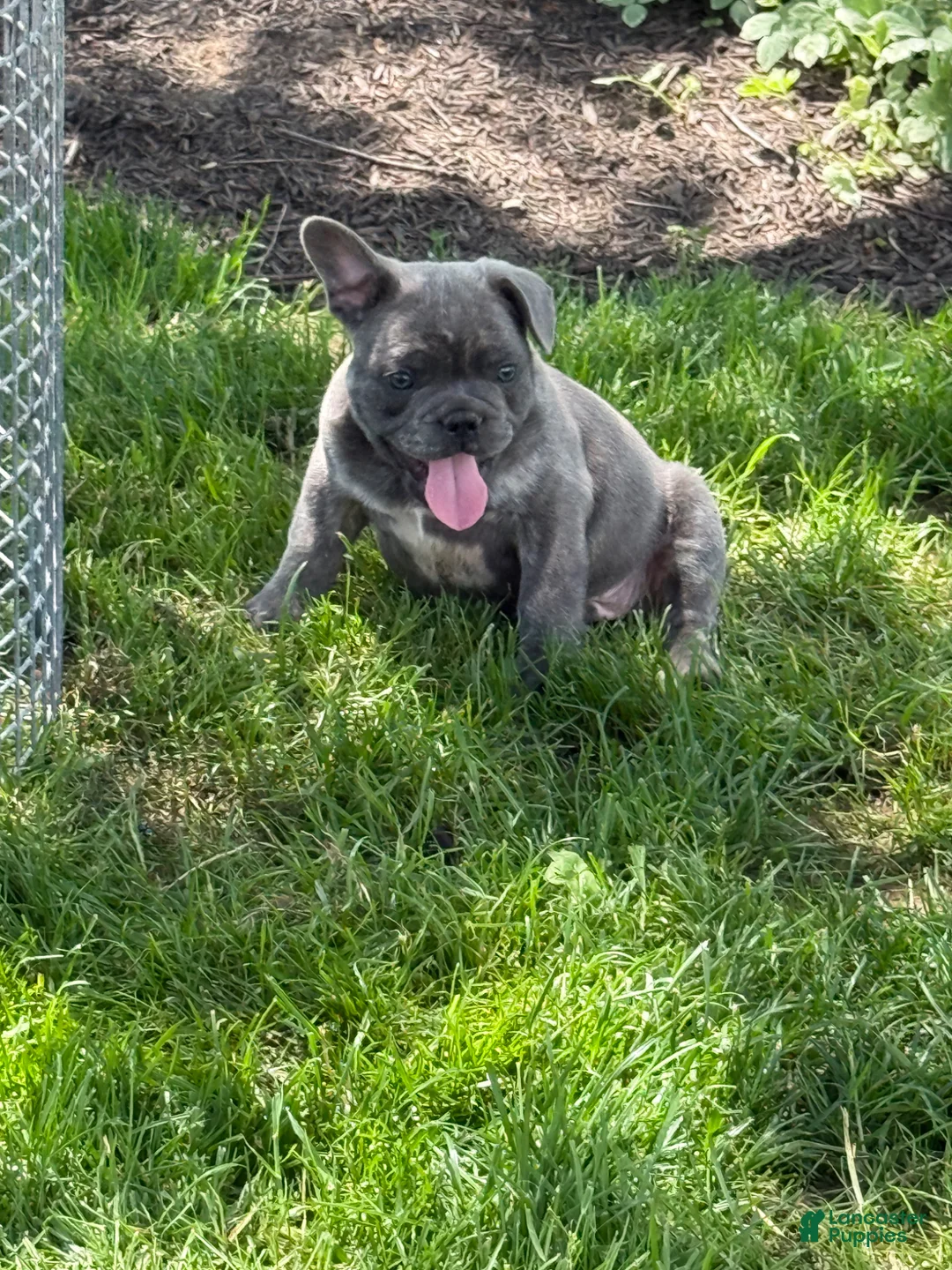 French Bulldog dogs for sale: French Bulldog Puppy 1 - Ad 10