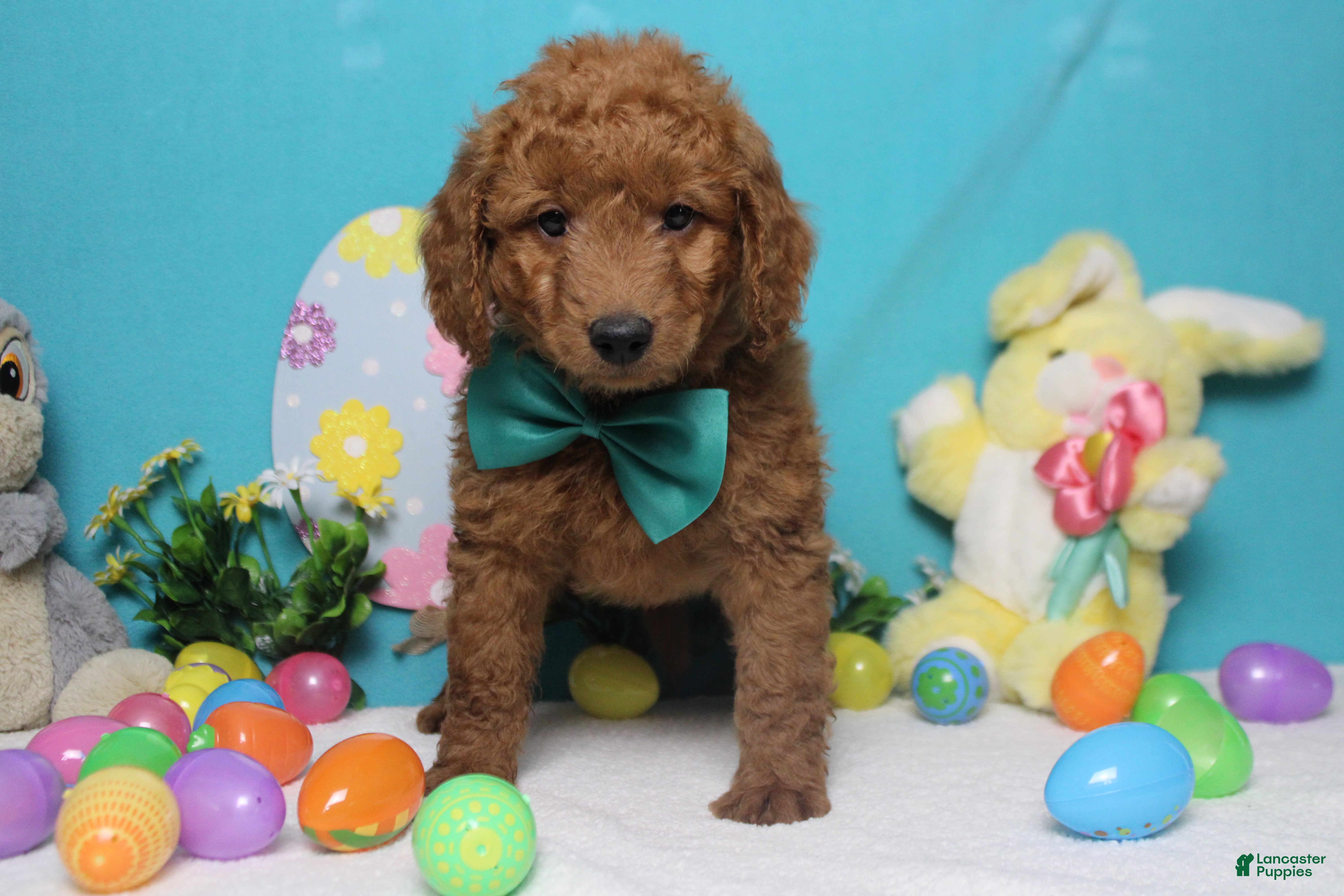 Goldendoodle dogs RC  - Ad 20