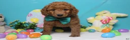 Goldendoodle dogs for sale: RC  - Ad 1