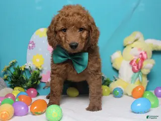 Goldendoodle dogs RC - Ad 20