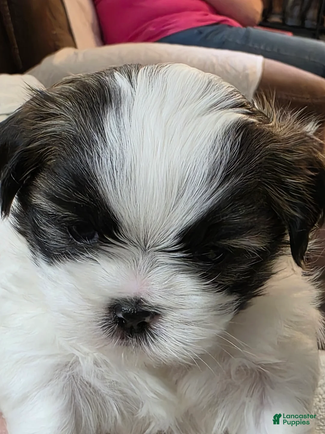 Mixed Breed dogs for sale: Mixed Breed Puppy 3 - Ad 1