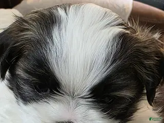 Mixed Breed dogs Mixed Breed Puppy 3 - Ad 24